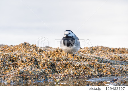 Wagtail sits on the ground with a beautiful blurred background. Wagtail sits on the ground with a beautiful blurred background. 129482397