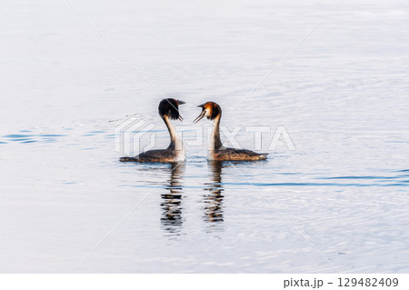 Mating games of two water birds Great Crested Grebes. Two waterfowl birds Great Crested Grebes swim in the lake with heart shaped silhouette 129482409