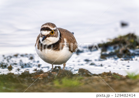 Little ringed plover (Charadrius dubius), bird standing on the lake shore Little ringed plover (Charadrius dubius), bird standing on the lake shore 129482414