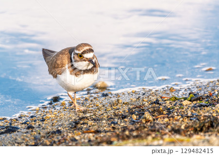 Little ringed plover (Charadrius dubius), bird standing on the lake shore Little ringed plover (Charadrius dubius), bird standing on the lake shore 129482415