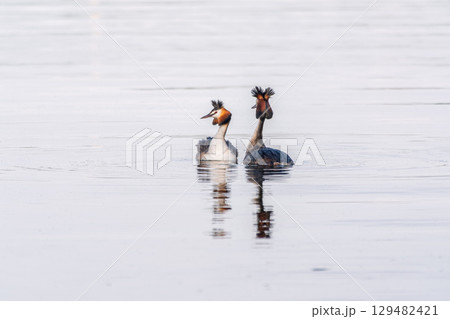 Mating games of two water birds Great Crested Grebes. Two waterfowl birds Great Crested Grebes swim in the lake with heart shaped silhouette 129482421