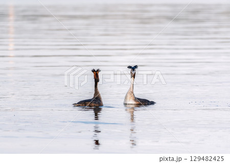Mating games of two water birds Great Crested Grebes. Two waterfowl birds Great Crested Grebes swim in the lake with heart shaped silhouette 129482425