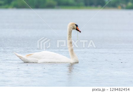 Graceful white Swan swimming in the lake, swans in the wild. Portrait of a white swan swimming on a lake. Graceful white Swan swimming in the lake, swans in the wild. Portrait of a white swan swimming on a lake. 129482454