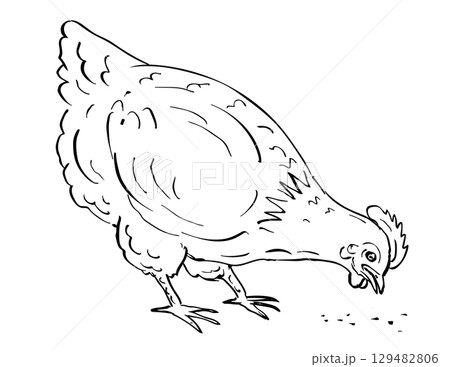 ISA Brown Chicken Hen Pecking Feeding Drawing 129482806