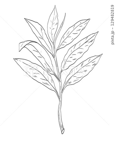 Grains of Paradise or Aframomum Melegueta Plant Drawing Grains of Paradise or Aframomum Melegueta Plant Drawing 129482819