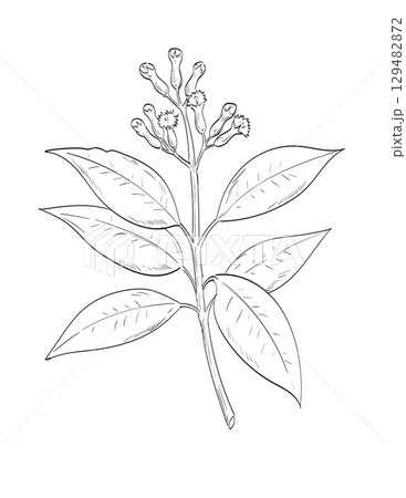 Cloves or Syzygium Aromaticum Flowering Plant Drawing Cloves or Syzygium Aromaticum Flowering Plant Drawing 129482872