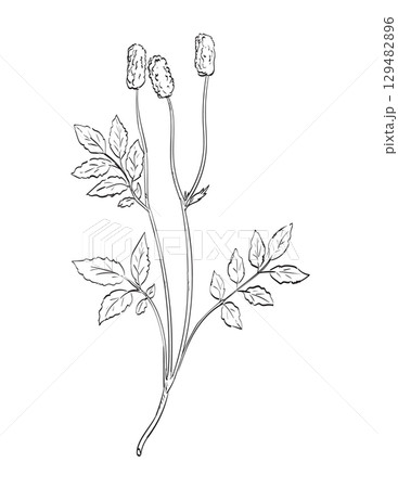 Sanguisorba Officinalis or Great Burnet Flowering Plant Drawing 129482896