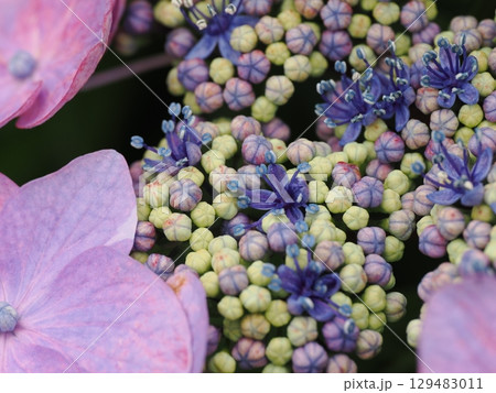 雨に濡れた紫陽花 雨に濡れた紫陽花 129483011