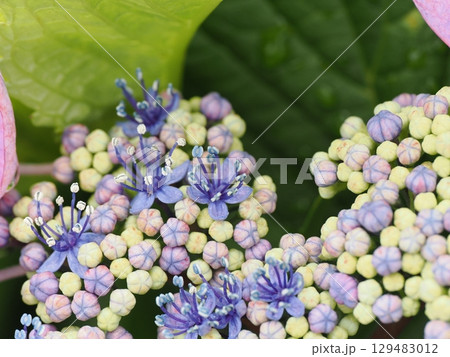 雨に濡れた紫陽花 雨に濡れた紫陽花 129483012