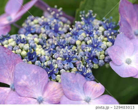 雨に濡れた紫陽花 129483013