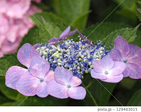 雨に濡れた紫陽花 129483015