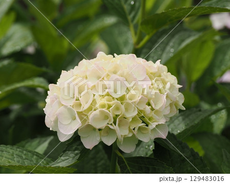 雨に濡れた紫陽花 129483016