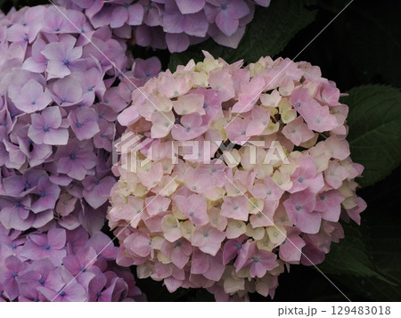 雨に濡れた紫陽花 雨に濡れた紫陽花 129483018