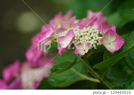 雨に濡れた紫陽花 雨に濡れた紫陽花 129483019