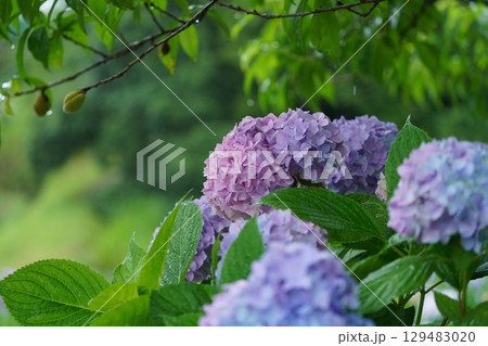 雨に濡れた紫陽花 雨に濡れた紫陽花 129483020