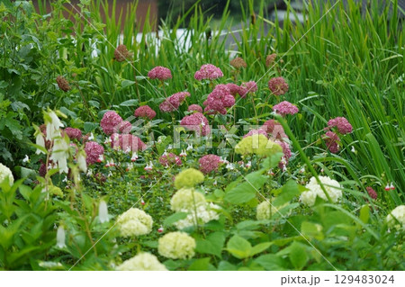 雨に濡れた紫陽花 雨に濡れた紫陽花 129483024