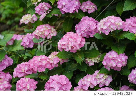 雨に濡れた紫陽花 129483027