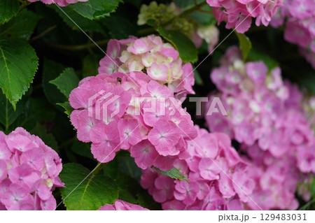 雨に濡れた紫陽花 雨に濡れた紫陽花 129483031