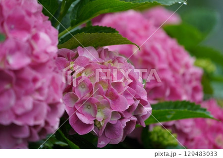雨に濡れた紫陽花 雨に濡れた紫陽花 129483033