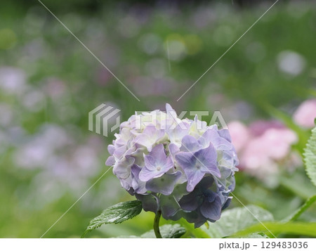 雨に濡れた紫陽花 雨に濡れた紫陽花 129483036