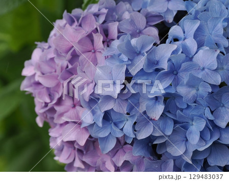 雨に濡れた紫陽花 129483037