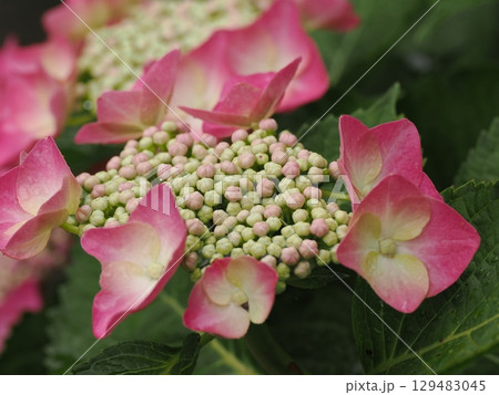 雨に濡れた紫陽花 雨に濡れた紫陽花 129483045