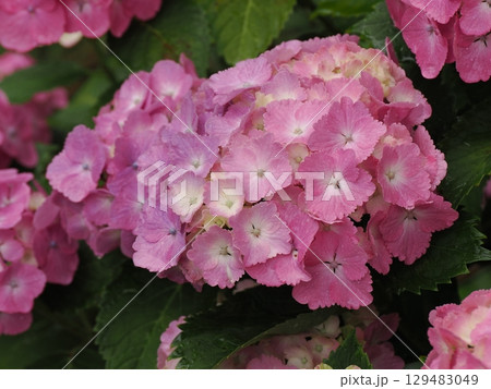 雨に濡れた紫陽花 雨に濡れた紫陽花 129483049