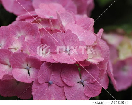 雨に濡れた紫陽花 雨に濡れた紫陽花 129483050