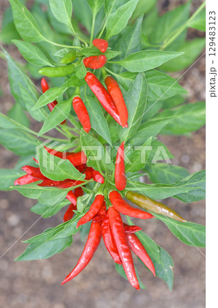 天空の農園のたかのつめ 129483123