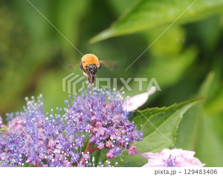 アジサイの花の蜜を集めるマルハナバチ 129483406