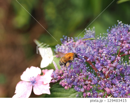 アジサイの花の蜜を集めるマルハナバチ 129483415