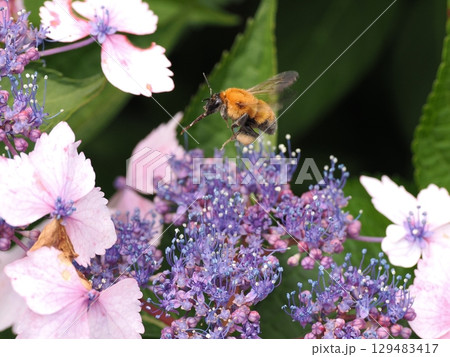アジサイの花の蜜を集めるマルハナバチ アジサイの花の蜜を集めるマルハナバチ 129483417