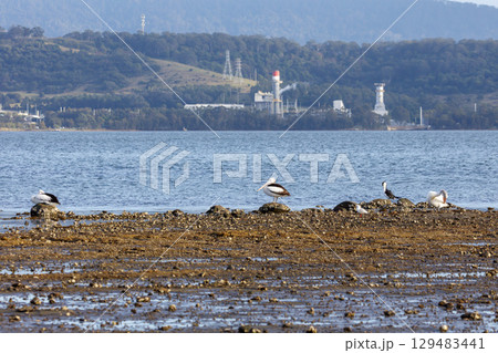 A group of sea birds relaxing on a rocky coastline in the sunshine 129483441