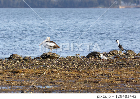 A group of sea birds relaxing on a rocky coastline in the sunshine 129483442