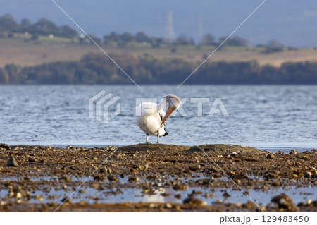 A Pelican relaxing on a rocky coastline in the sunshine A Pelican relaxing on a rocky coastline in the sunshine 129483450