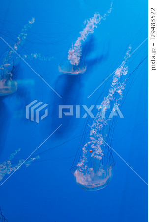 underwater photography jellyfish Chrysaora plocamia, South American sea nettle underwater photography jellyfish Chrysaora plocamia, South American sea nettle 129483522