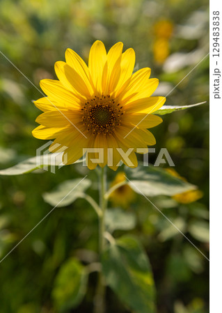 シンプルなヒマワリの花_中央配置 129483838