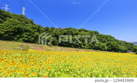 ひまわり畑と山の見える風景 129483989
