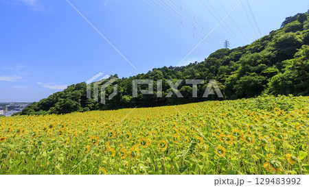 ひまわり畑と山の見える風景 ひまわり畑と山の見える風景 129483992