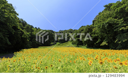 ひまわり畑と山の見える風景 129483994
