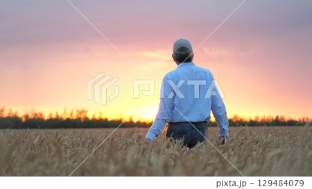 agriculture, wheat field, golden wheat farm field sunset, wheat field, business farm agriculture, agriculture, farmer ready devote life such important necessary cause growing wheat, close up face male agriculture, wheat field, golden wheat farm field sunset, wheat field, business farm agriculture, agriculture, farmer ready devote life such important necessary cause growing wheat, close up face male 129484079