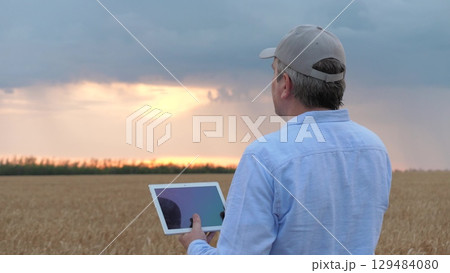 agriculture, wheat field, golden wheat farm field sunset, farmer working digital tablet sunset wheat, man field, businessman digital tablet hands sunset, bread golden ears 129484080