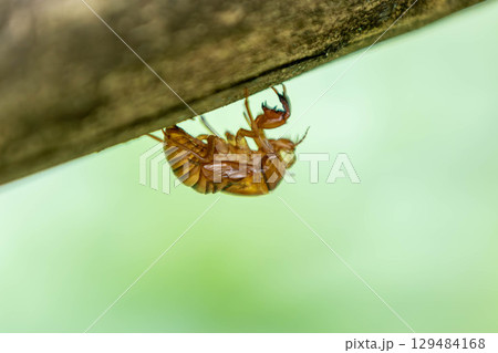 セミの抜け殻 セミの抜け殻 129484168