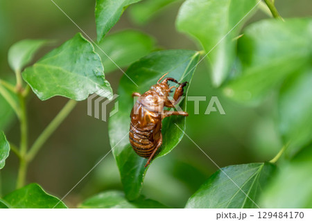 セミの抜け殻 129484170