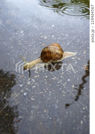 Grape snail crawling on the ground close-up, terrestrial mollusk. Natural background Grape snail crawling on the ground close-up, terrestrial mollusk. Natural background 129484567