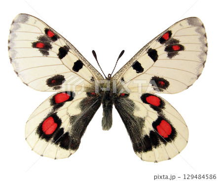 Parnassius epaphus hasegawai showcases its beautiful wings, featuring unique black and red patterns against a white background. This butterfly is in its natural environment, illuminated by sunlight. 129484586