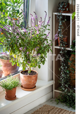 Blooming thai Basil and thyme in clay pots on windowsill at home. Cultivation homegrown spicy herbs Blooming thai Basil and thyme in clay pots on windowsill at home. Cultivation homegrown spicy herbs 129484692