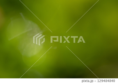 Abstract defocused blurred background of green plants. Natural blurred background. 129484840