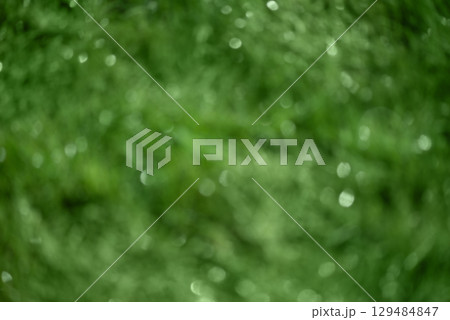 Abstract defocused blurred background of green plants. Natural blurred background. Abstract defocused blurred background of green plants. Natural blurred background. 129484847