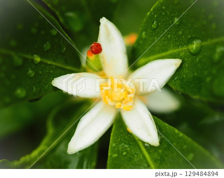 雨の中のキンカンの花と、めしべのついた小さな実（afp2 20250811055610） 129484894